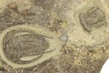 Early Cambrian Trilobite (Perrector) - Tazemmourt, Morocco #209819-2